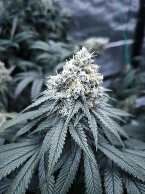 Gorilla Zkittlez. Week 8