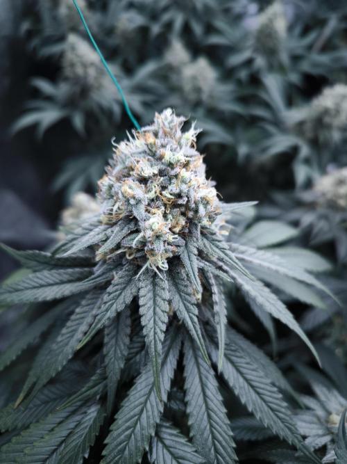 Gorilla Zkittlez. Week 8