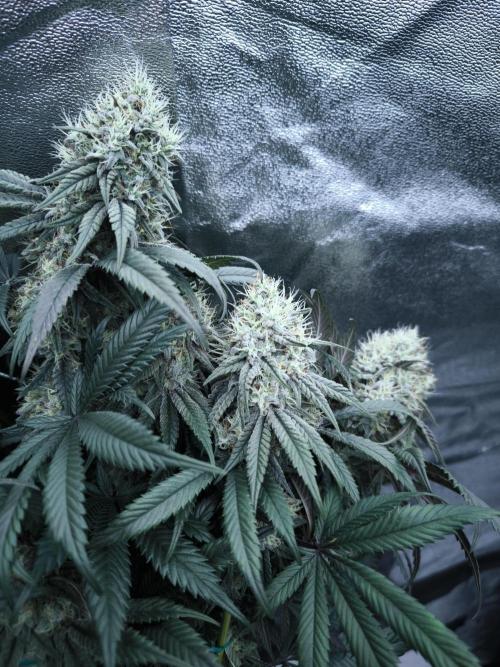 Gorilla Zkittlez. Week 8