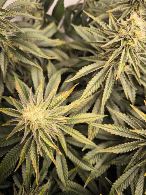 Mimosa x Orange punch. Week 5