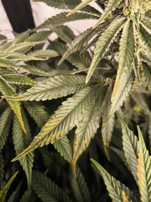 Mimosa x Orange punch. Week 5