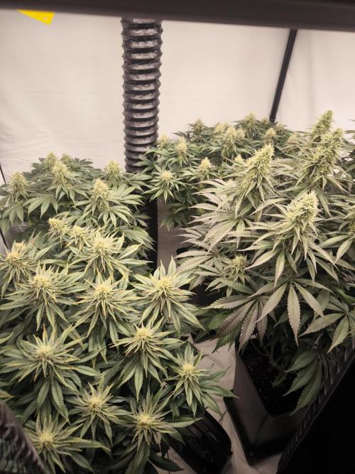 Mimosa x Orange punch. Week 5