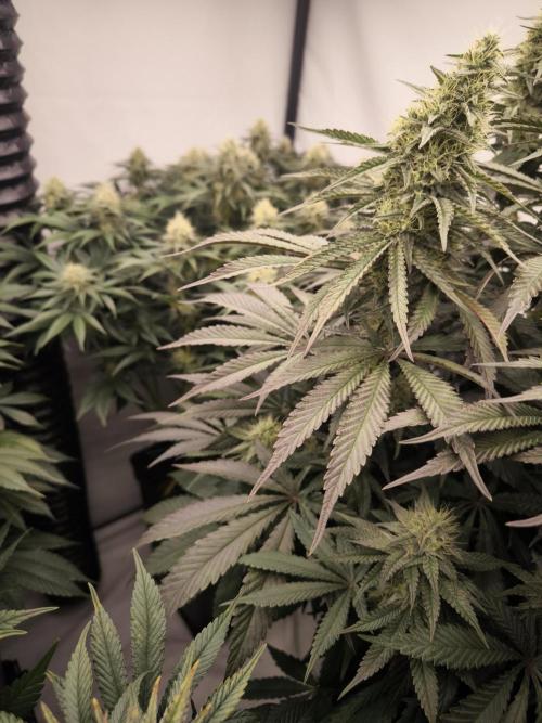 Mimosa x Orange punch. Week 5