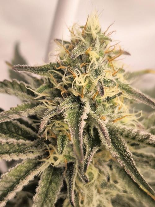 Mimosa x Orange punch. Week 5