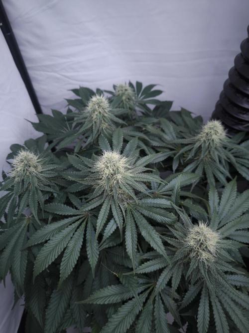 Mimosa x Orange punch. Week 5