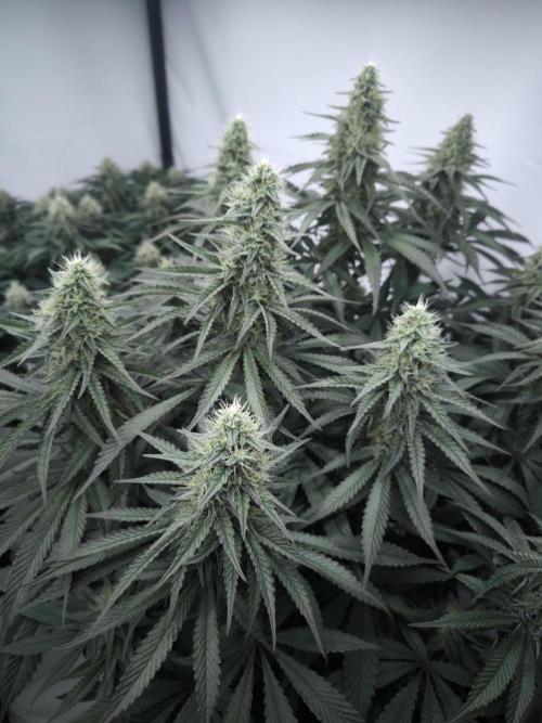 Mimosa x Orange punch. Week 5