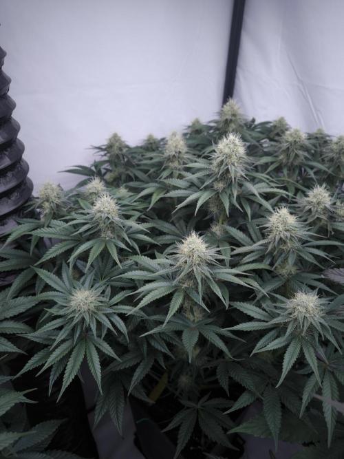 Mimosa x Orange punch. Week 5