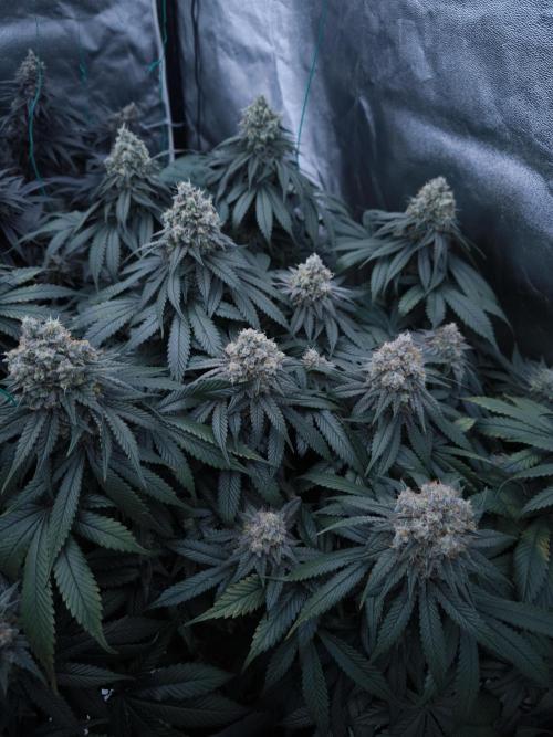 Gorilla Zkittlez. Week 9