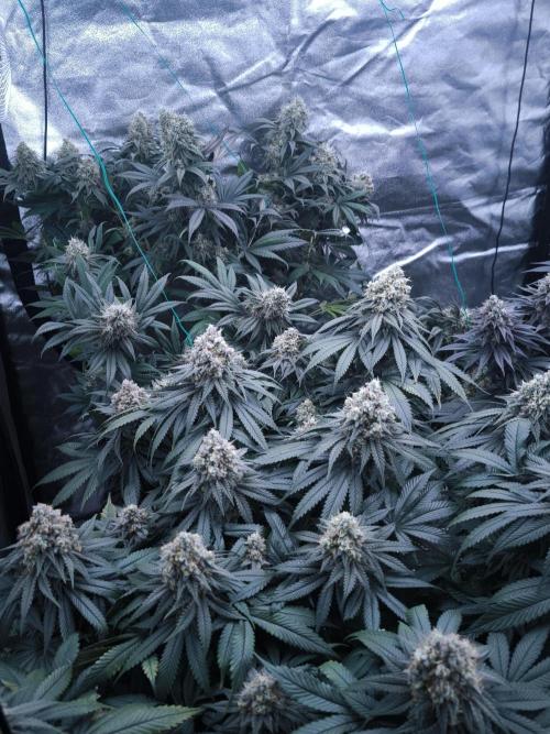 Gorilla Zkittlez. Week 9