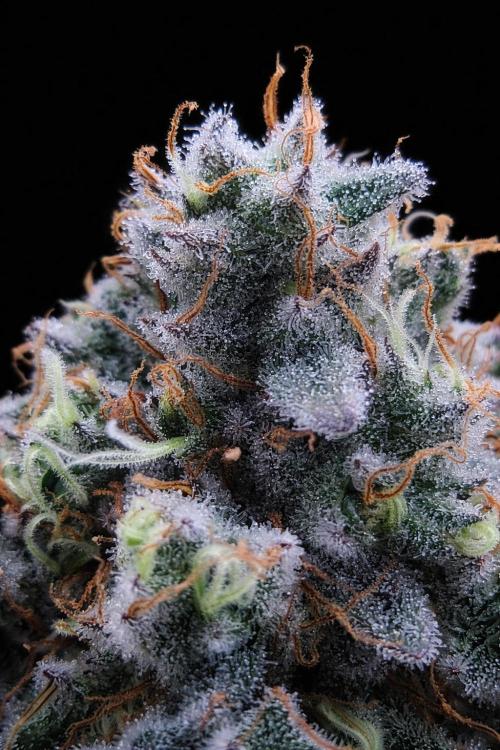 Gorilla Zkittlez. Week 9