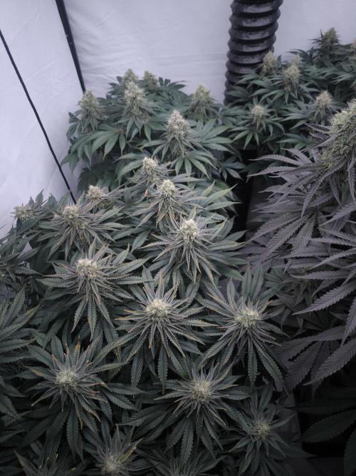 Mimosa x Orange punch. Week 6