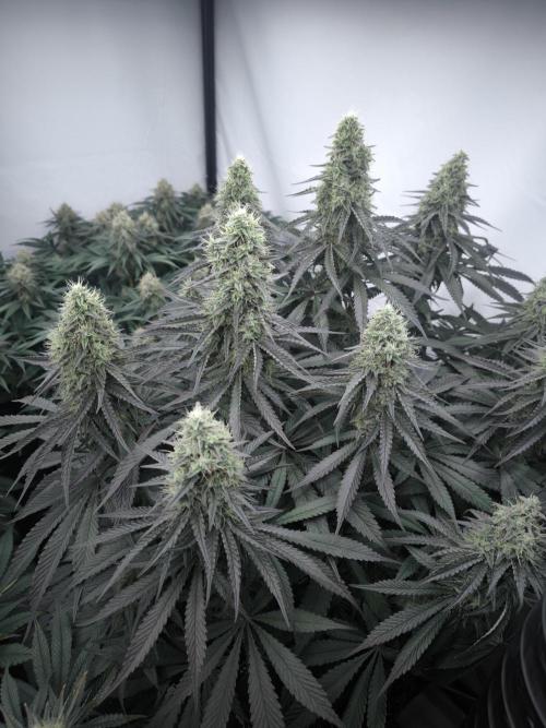 Mimosa x Orange punch. Week 6