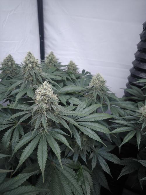 Mimosa x Orange punch. Week 6