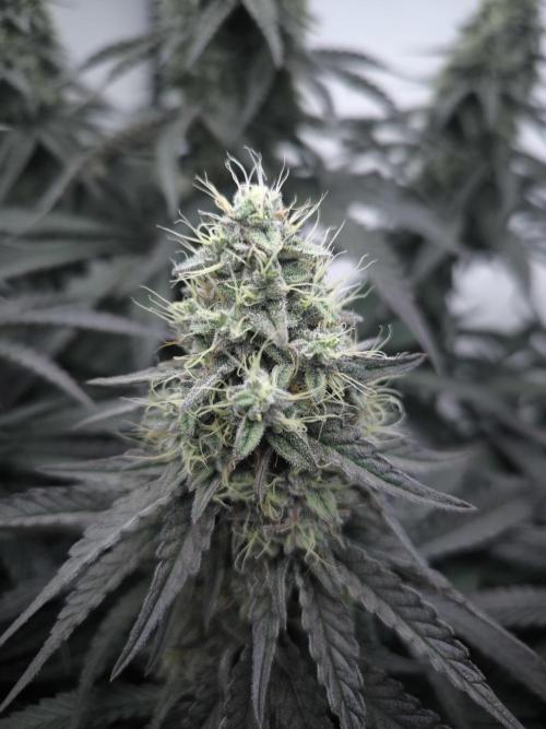 Mimosa x Orange punch. Week 6