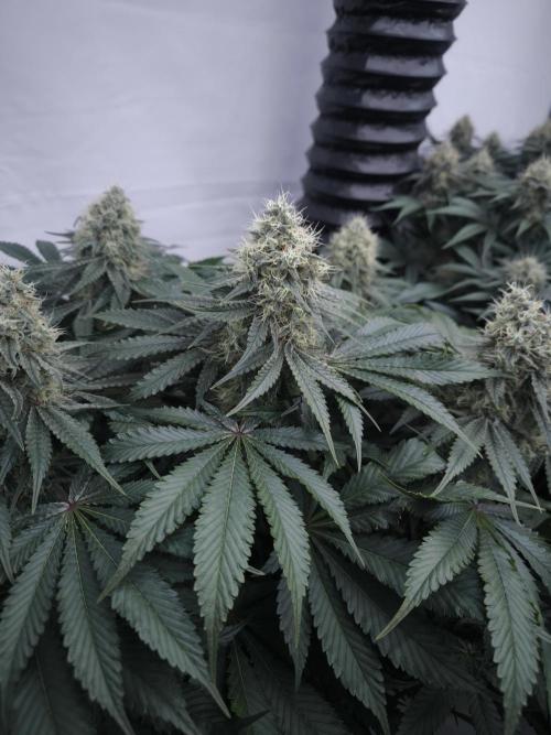 Mimosa x Orange punch. Week 6