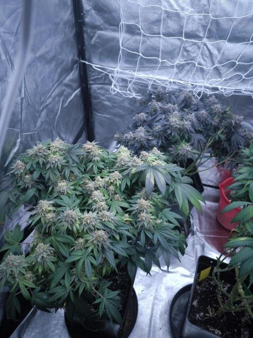 Gorilla Zkittlez. Week 10