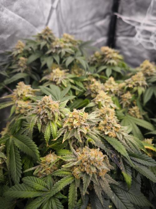 Gorilla Zkittlez. Week 10