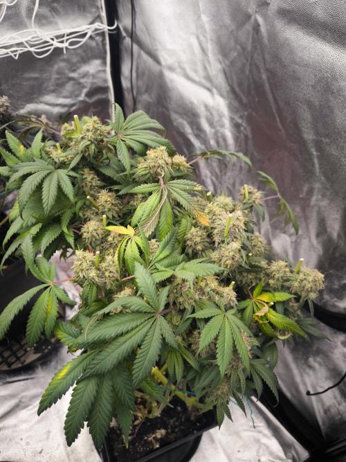 Gorilla Zkittlez. Week 10