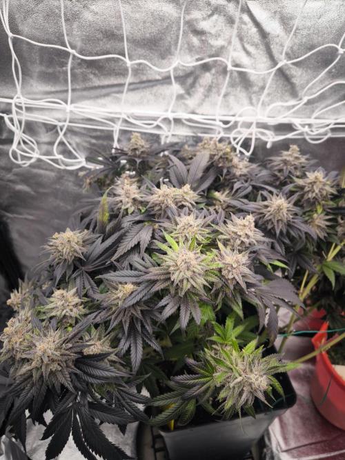 Gorilla Zkittlez. Week 10