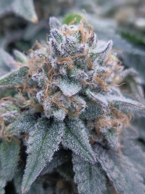 Gorilla Zkittlez. Week 10