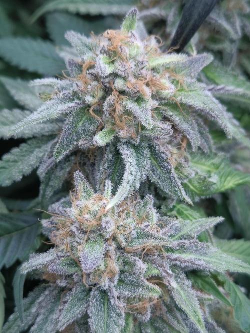 Gorilla Zkittlez. Week 10