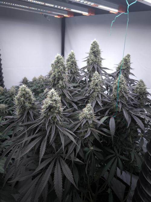Mimosa x Orange punch. Week 7