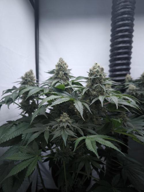 Mimosa x Orange punch. Week 7