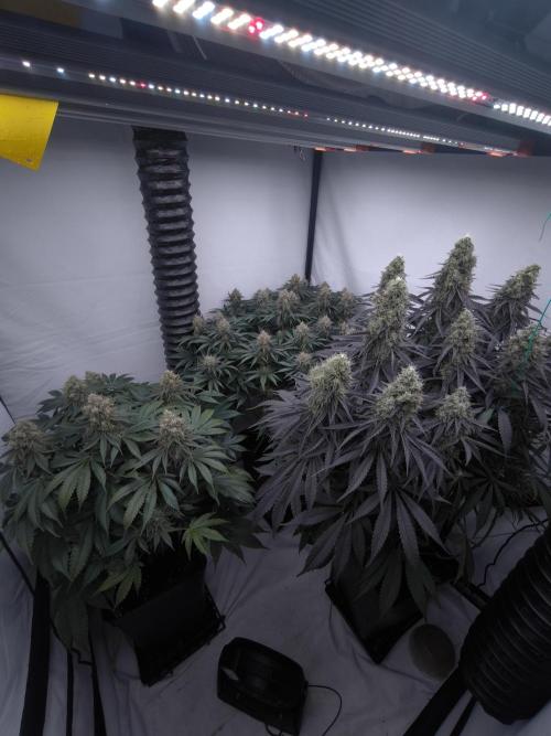 Mimosa x Orange punch. Week 7