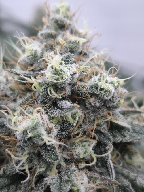Mimosa x Orange punch. Week 7