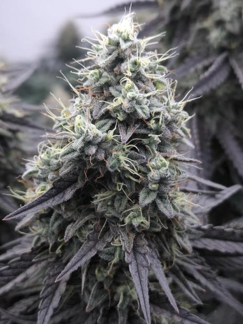 Mimosa x Orange punch. Week 7