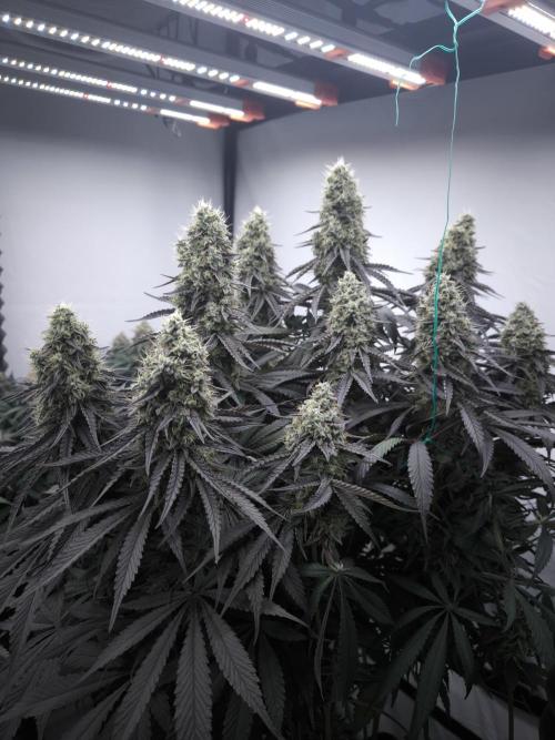 Mimosa x Orange punch. Week 7