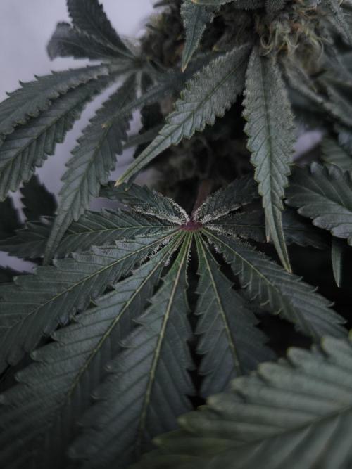 Mimosa x Orange punch. Week 7