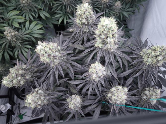 Mimosa x Orange punch. Week 8