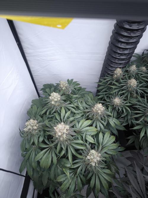 Mimosa x Orange punch. Week 8