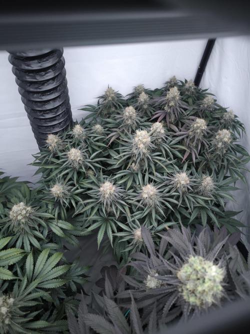 Mimosa x Orange punch. Week 8