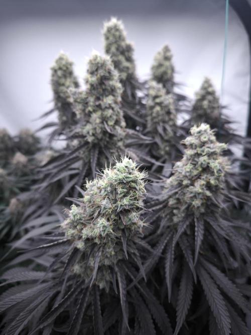 Mimosa x Orange punch. Week 8