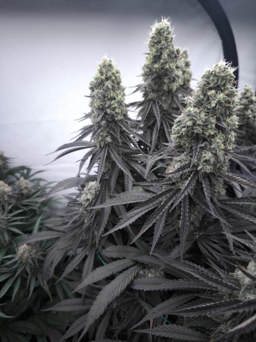 Mimosa x Orange punch. Week 8