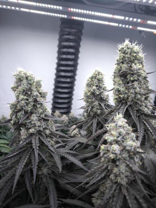 Mimosa x Orange punch. Week 8