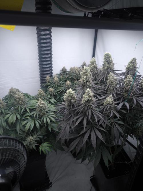 Mimosa x Orange punch. Week 8