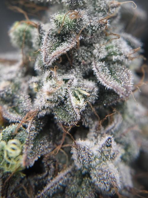 Mimosa x Orange punch. Week 8