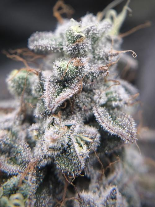 Mimosa x Orange punch. Week 8