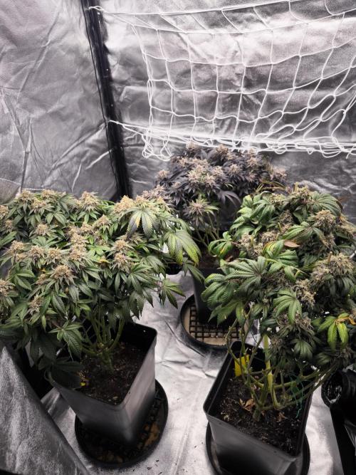 Gorilla Zkittlez. Week 11