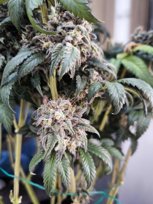 Gorilla Zkittlez. Week 11
