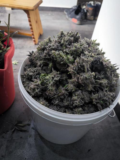 Gorilla Zkittlez. Week 11