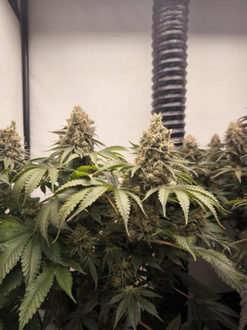 Mimosa x Orange punch. Week 9