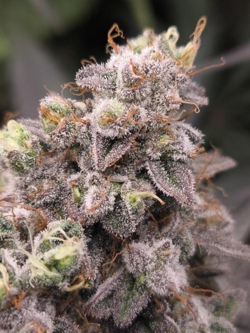 Mimosa x Orange punch. Week 9