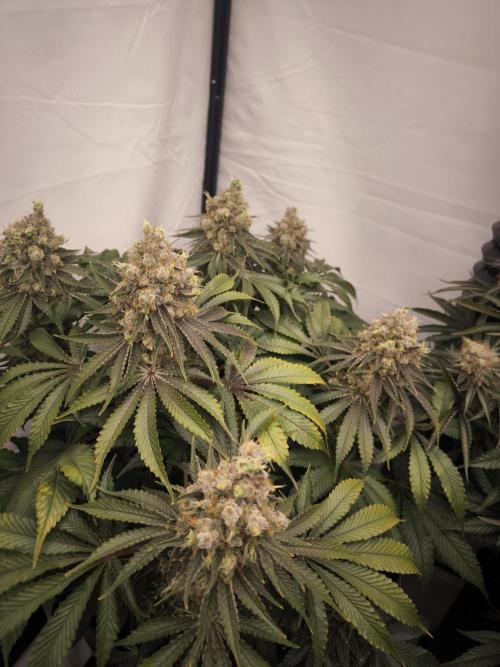 Mimosa x Orange punch. Week 9
