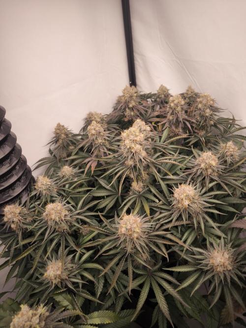 Mimosa x Orange punch. Week 9