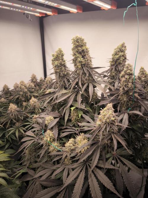 Mimosa x Orange punch. Week 9 - Tři krajní a jedna středová palice šly na odpočinek 