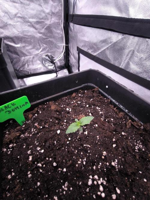 Black Domina. Week 1